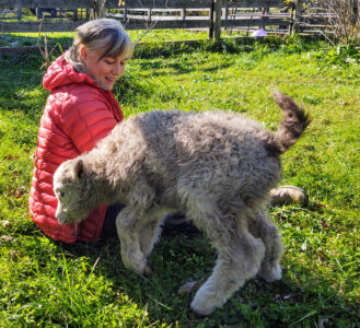 woman sitting on the grass beside a wooden pen playing with a yak calf